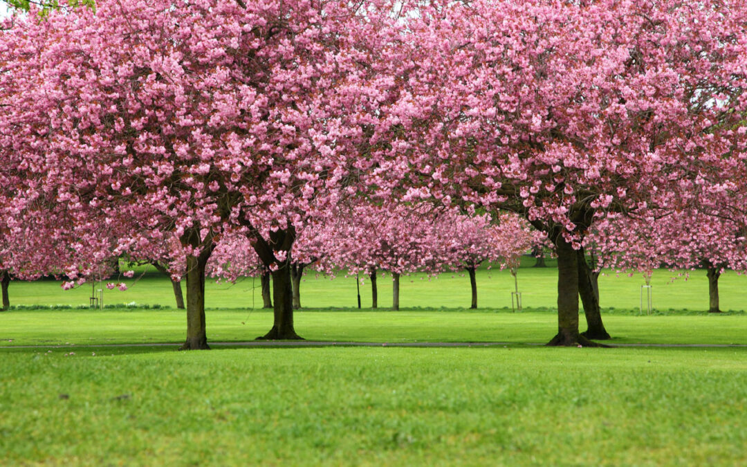 Spring Cleaning and Summer Renovation Waste Removal